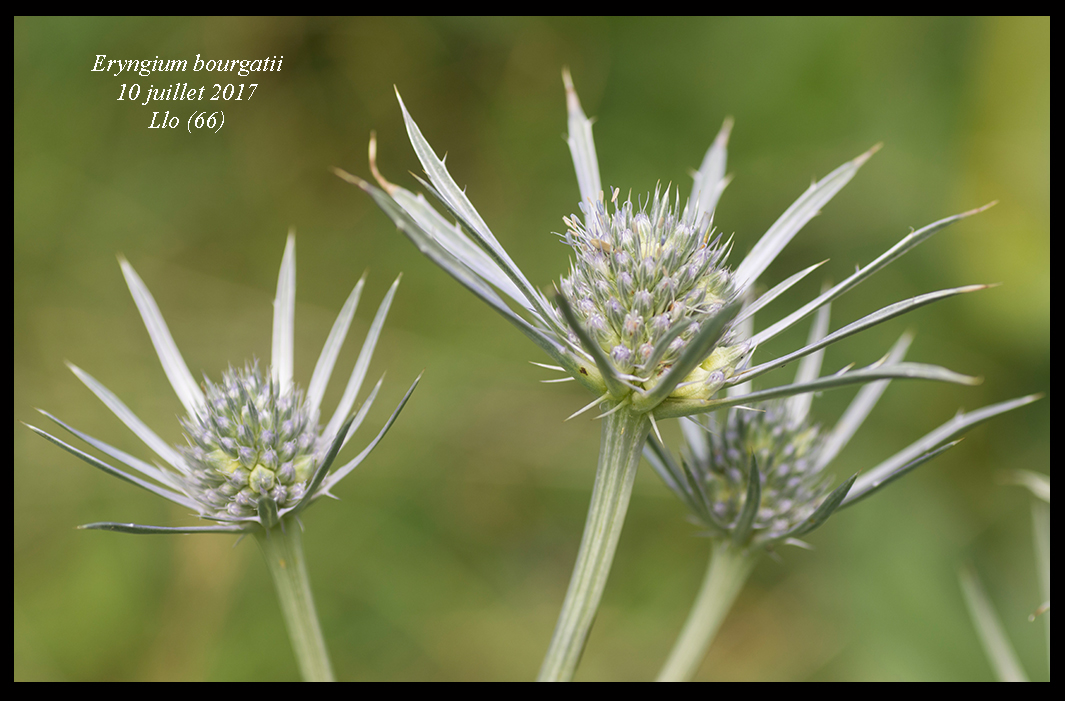Eryngium bourgatii